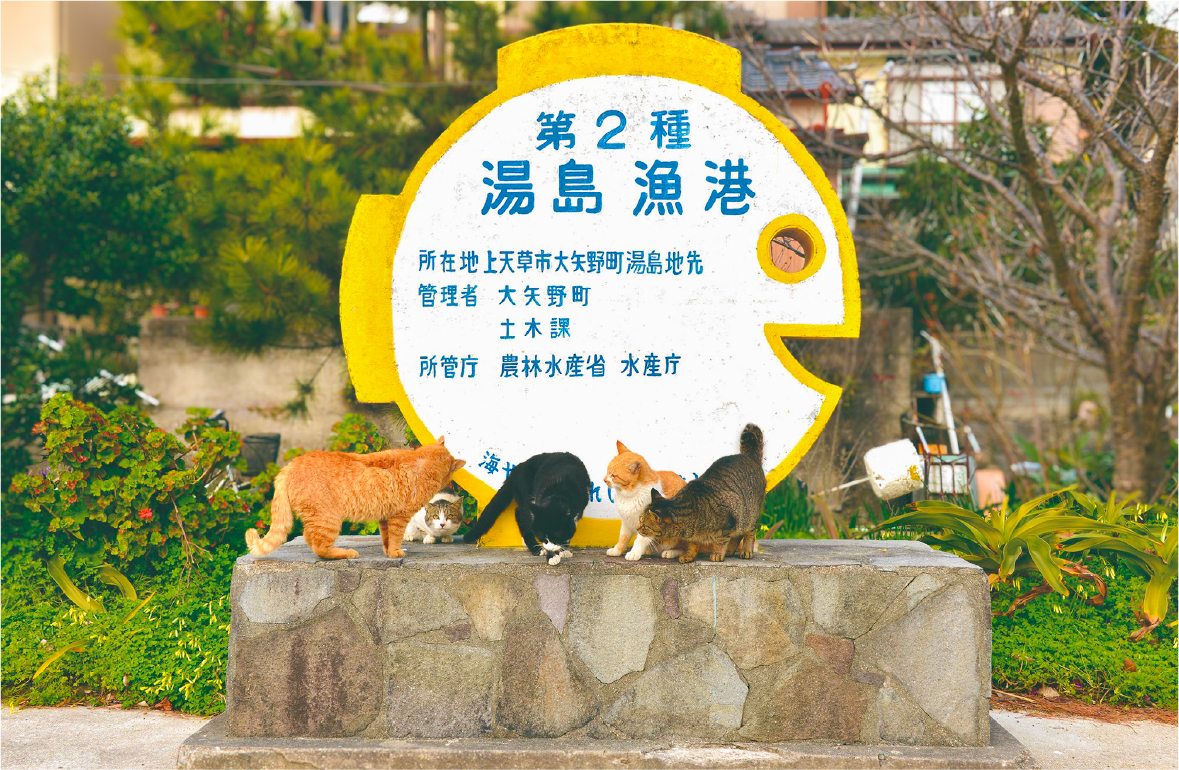 湯島の猫たち